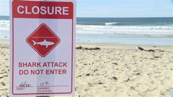 Unlocking The Secrets Of Shark Attacks In Myrtle Beach 2023