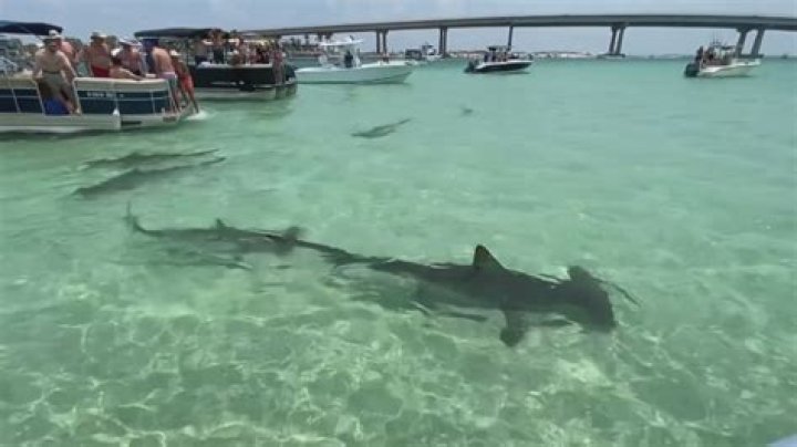 Sharks In Destin, Florida 2023