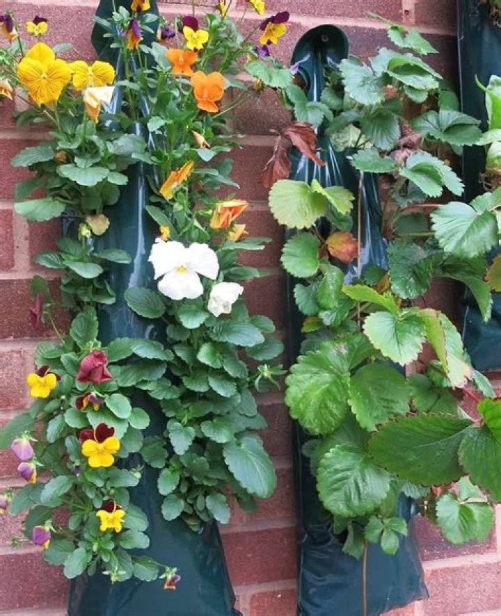 Discover The Ultimate Strawberry Planters On Amazon: Your Guide To Growing Luscious Berries