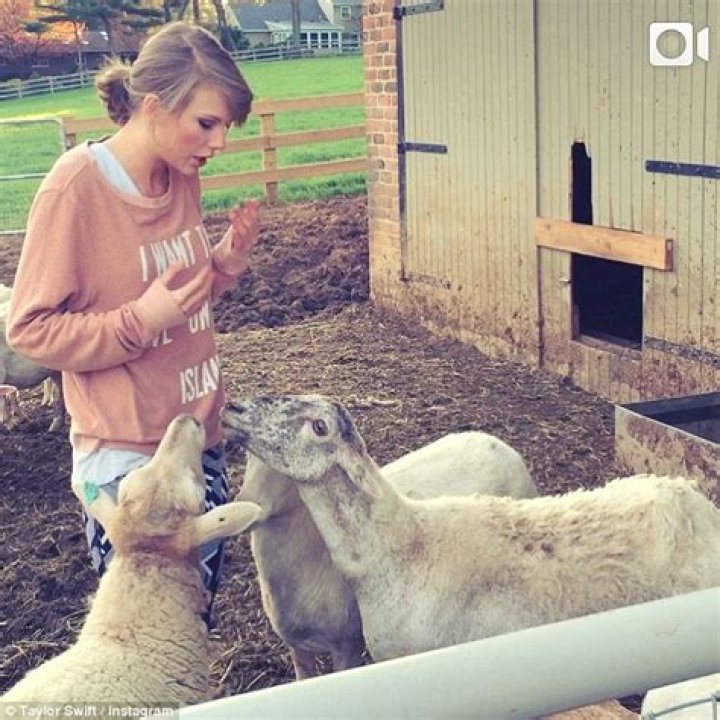 Unveiling The Enigmatic World Of Taylor Swift Sheep: Discoveries And Insights
