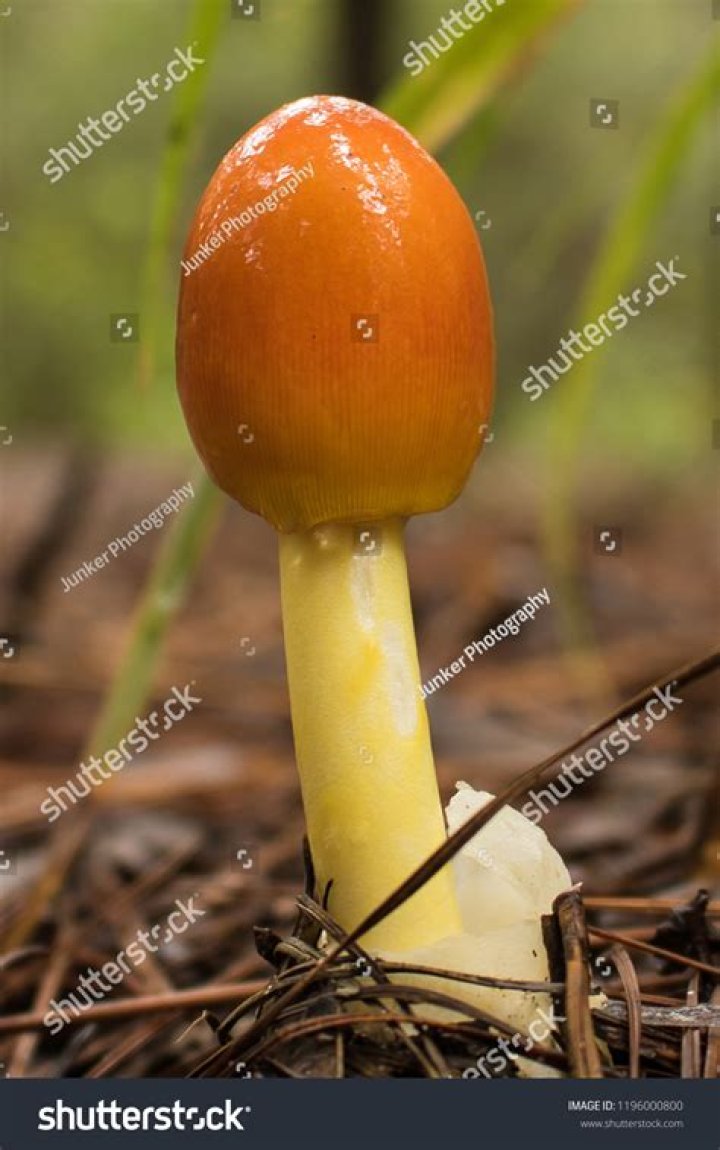 A Journey Into Power Hitting Excellence