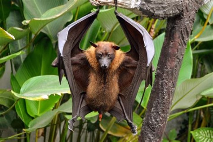 The giant golden-crowned flying fox |