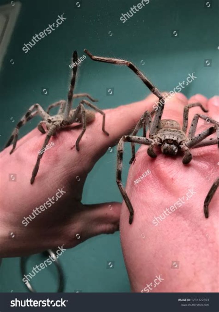 Unveiling The Giant Huntsman Spider |