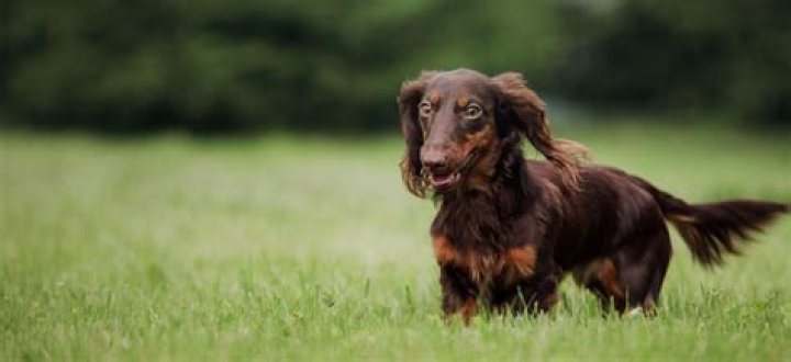 Uncover The Enchanting World Of Miniature Long Haired Dachshunds