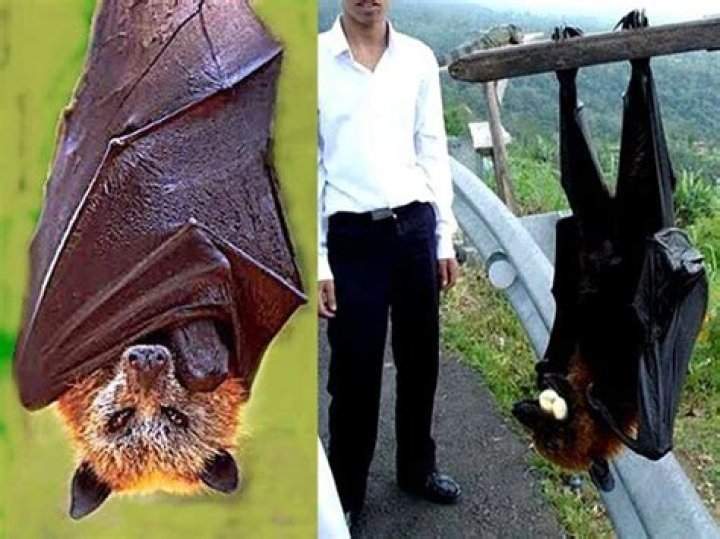 The Giant Golden-Crowned Flying Fox |