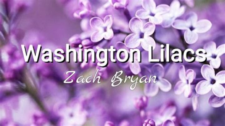 Enchanting Washington Lilacs: Nature's Fragrant Masterpiece