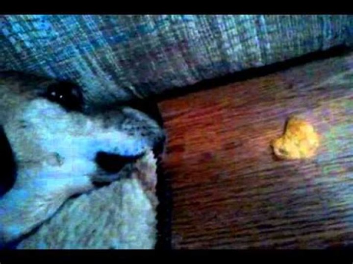 Uncover The Power Of The Revolutionary ZO Chip: Enhance Your Tech Today